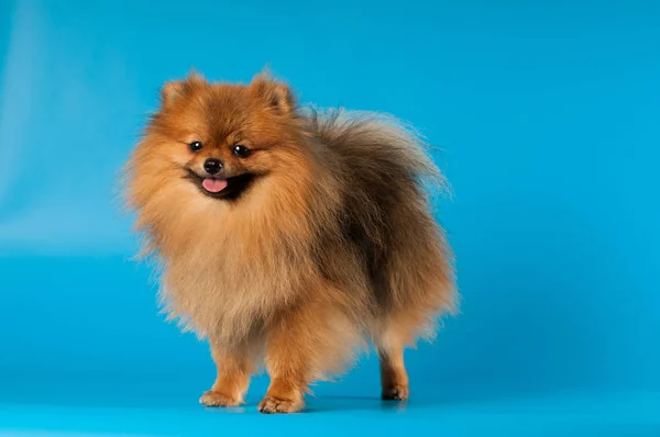 Retrato de Pomeranian spitz en el estudio —  Fotos de Stock
