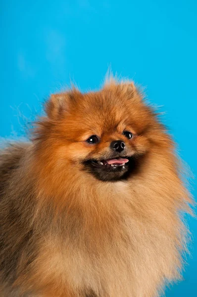 Pomeranian spitz portre stüdyosu — Stok fotoğraf