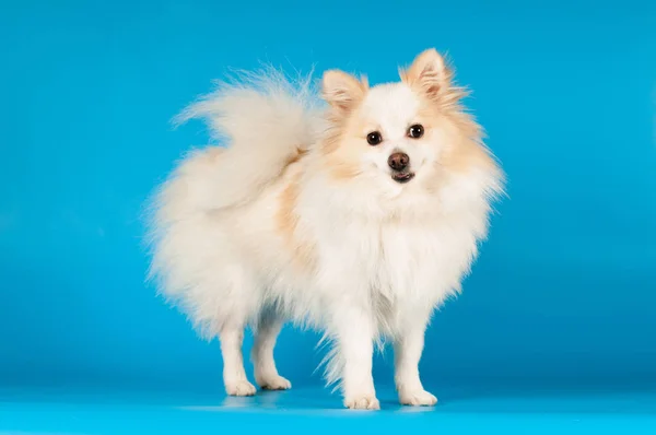 Blanco pequeño retrato de spitz en el estudio —  Fotos de Stock