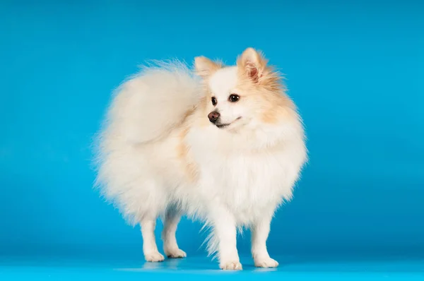 Blanco pequeño retrato de spitz en el estudio —  Fotos de Stock