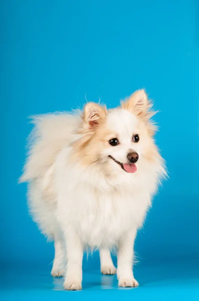 Blanco pequeño retrato de spitz en el estudio —  Fotos de Stock