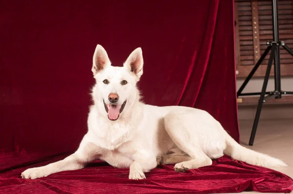 Biały mieszaniec psa w studio — Zdjęcie stockowe