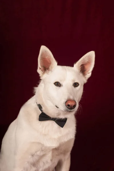 Weißer Mischlingshund im Studio — Stockfoto