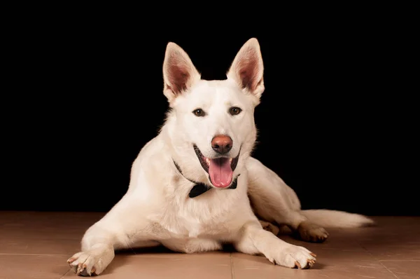Branco misto cão de raça no estúdio — Fotografia de Stock