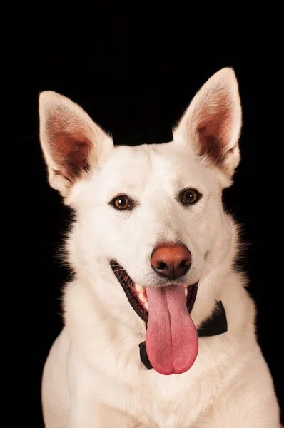 Biały mieszaniec psa w studio — Zdjęcie stockowe