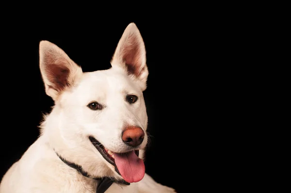 Weißer Mischlingshund im Studio — Stockfoto