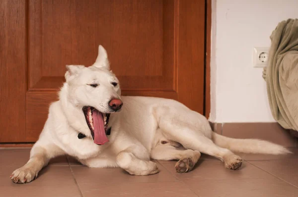 Branco misto cão de raça no estúdio — Fotografia de Stock