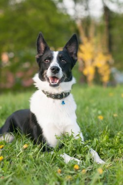 Köpek yeşil çim yatıyor