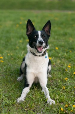 Köpek yeşil çim yatıyor