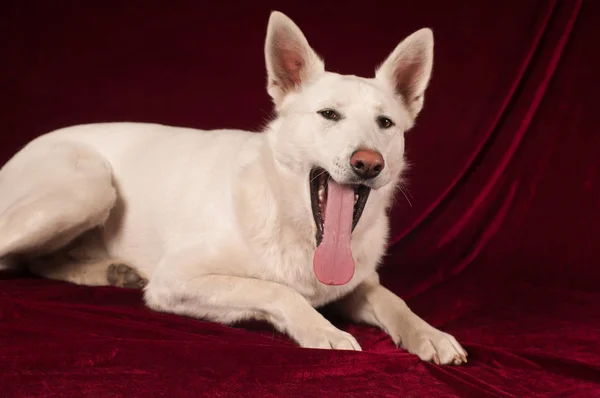 Retrato de perro de raza mixta blanco grande —  Fotos de Stock