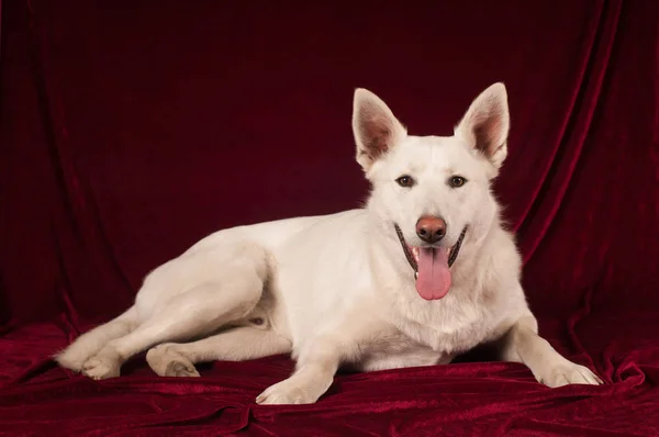 Büyük beyaz karışık doğurmak köpek portresi — Stok fotoğraf