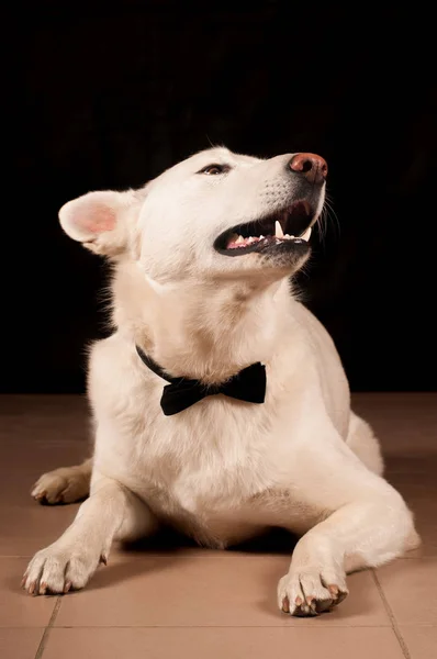 Retrato de perro de raza mixta blanco grande —  Fotos de Stock