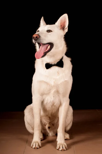Büyük beyaz karışık doğurmak köpek portresi — Stok fotoğraf