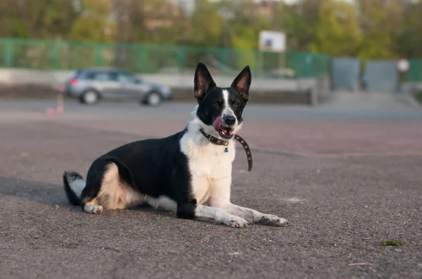 Preto e branco misto raça cão deitado no parque — Fotografia de Stock