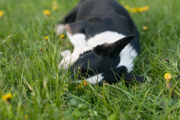 可爱的小狗在草丛中获得乐趣 — 图库照片