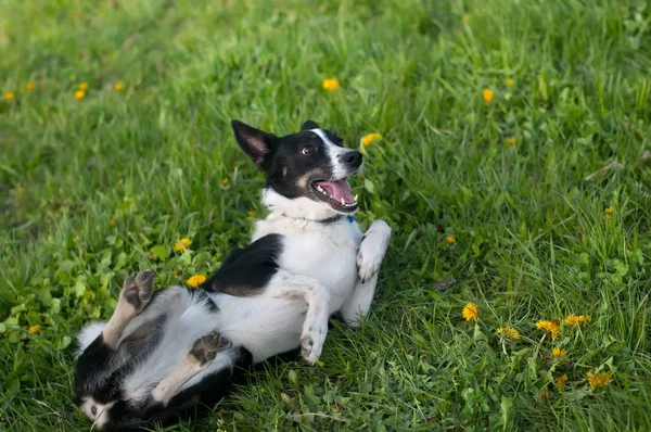 Симпатичная собака развлекается в траве — стоковое фото