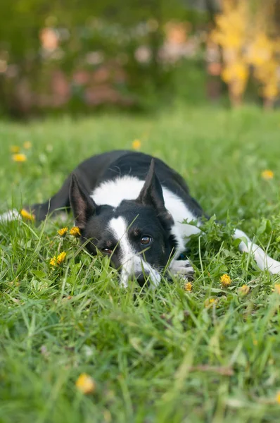 狗是躺在绿草梦想 — 图库照片