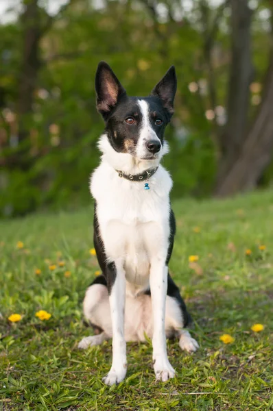 Hund sitzt im grünen Gras — Stockfoto