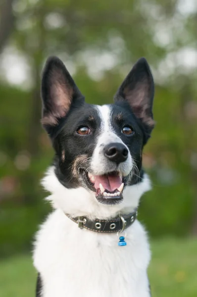 Hund liegt im grünen Gras — Stockfoto