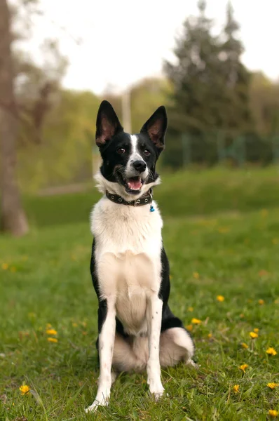 Hond zit in groen gras — Stockfoto