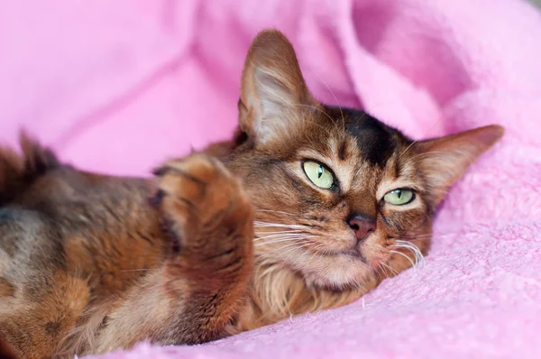 Somalische kat bloedrode kleur portret — Stockfoto