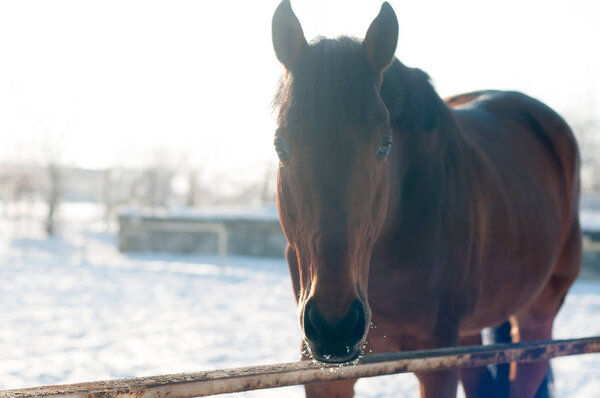 Head portrait of horse
