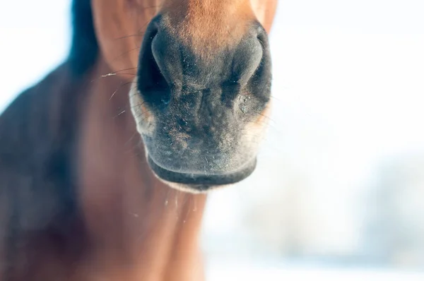 Divertido retrato de primer plano de caballo —  Fotos de Stock