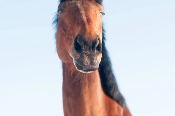 Grappige close-up portret van paard — Stockfoto