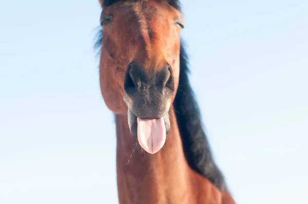 Divertente ritratto primo piano di cavallo — Foto Stock