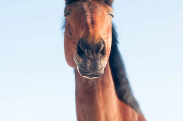 Engraçado closeup retrato de cavalo — Fotografia de Stock