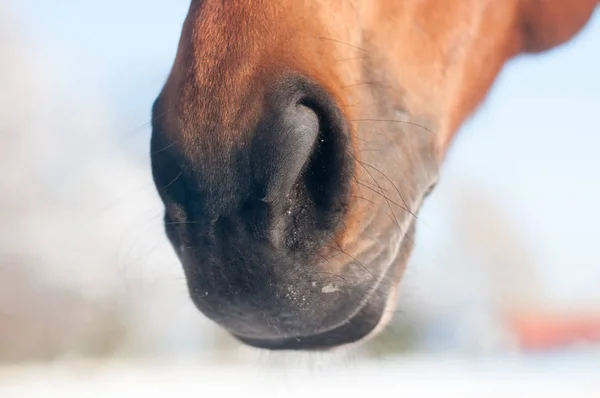 Funny closeup portrait of horse — Stock Photo, Image