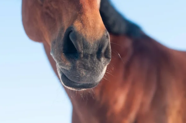 Grappige close-up portret van paard — Stockfoto