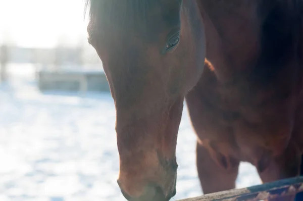 Head portrait of horse — Stock Photo, Image
