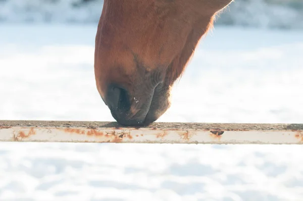 Funny closeup portrait of horse — Stock Photo, Image