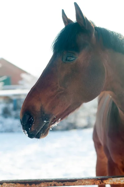 Retrato de cabeza de caballo —  Fotos de Stock