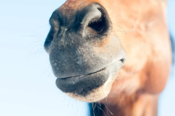馬の面白いクローズ アップ肖像画 — ストック写真