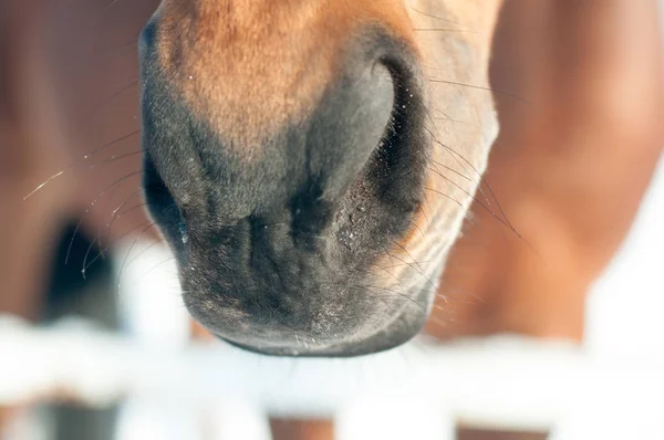 馬の面白いクローズ アップ肖像画 — ストック写真
