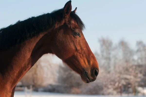 Ritratto di testa di cavallo — Foto Stock