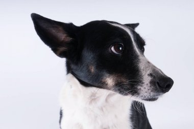 Köpek komik closeup portresi