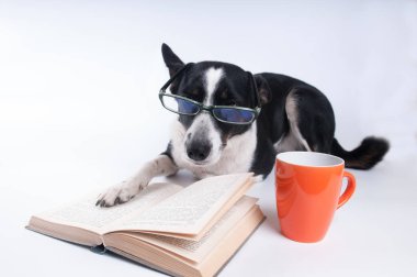 Karışık doğurmak köpek bir kitap okuma
