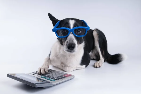 Lying portrait of dog with calculator — Stock Photo, Image