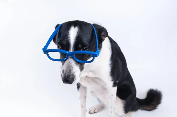 Retrato sentado de perro con calculadora — Foto de Stock