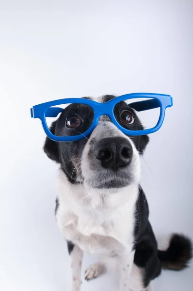 Closeup portrait of dog with calculator — Stock Photo, Image