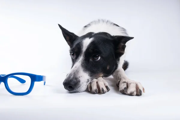 Divertente ritratto primo piano di cane — Foto Stock