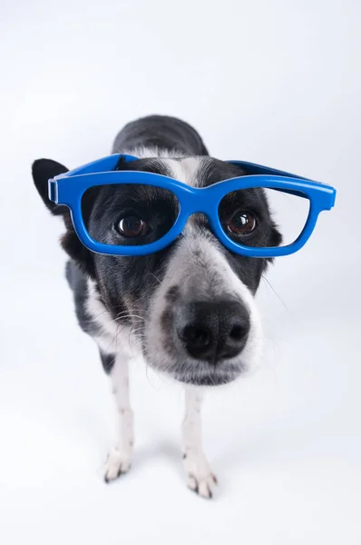 Funny closeup portrait of dog — Stock Photo, Image