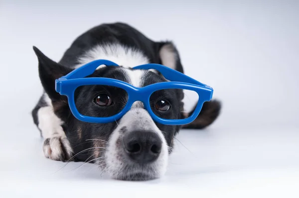 Funny closeup portrait of dog — Stock Photo, Image