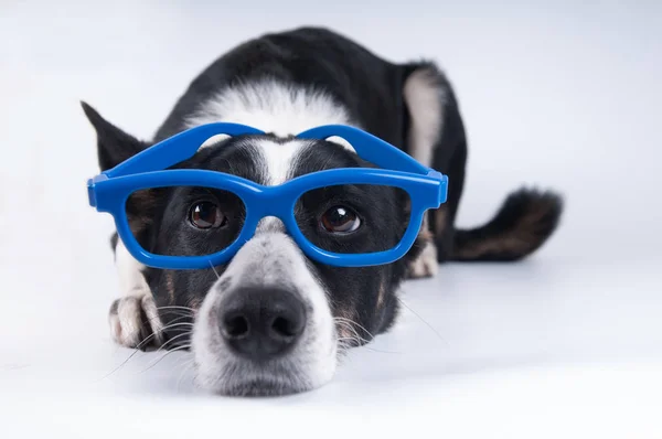 Funny closeup portrait of dog — Stock Photo, Image