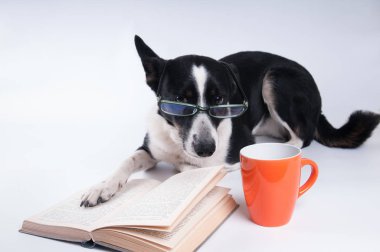 Karışık doğurmak köpek bir kitap okuma