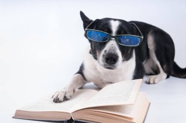 Karışık doğurmak köpek bir kitap okuma