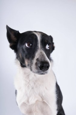 Köpek komik closeup portresi